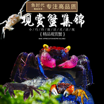 Chili Crab Spider Crab Synod Crab Demon Crab Sea Creek Crab Red Hook Crab Leopard Crab Leopard Dot Crab Living Ornamental Pet Crab