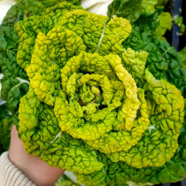 Huang Xin black seed seed seed chrysanthemum vegetable tower chrysanthemum Core cabbage green vegetables autumn autumn Four Seasons balcony potted