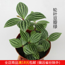 Micro-landscape background plant wheel leaf watercress green white vein pepper grass mini plant landscaping small potted plant