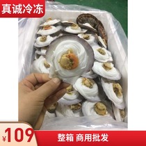 Frozen vermicelli scallops 100 boxes of fresh live garlic vermicelli steamed scallops raw materials Jiangsu Zhejiang Shanghai and Anhui