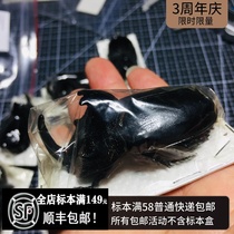 Trichogomphus martabani is a species of beetle in the family cerambycidae