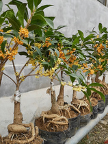 Eight Laurel flower sapling thick-flavored gold-silver-Gui bonsai potted Dangui grafted agarwood Champion Red-Guyuan red-Gui courtyard old pile