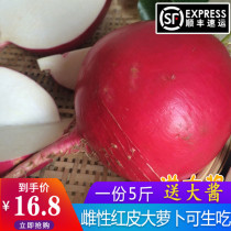 Northeast red radish fresh Bian radish red skin white heart Dahongpao round female sweet and crispy a portion of about 5 pounds