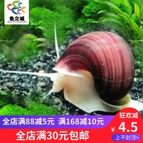 Purple snail purple mysterious snail ornamental snail purple Lily fresh water living pet snail tool snail removal