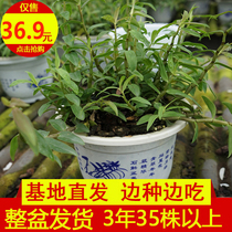 Yandang Mountain Iron Dendrobium Seedlings 3 years or more 35 potted edible fresh strips field planting iron seedlings