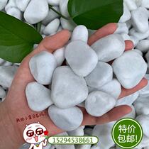 White pebbled white stone multi-meaty potted plant paved with white small stone courtyard balcony fish tank decoration