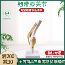 Medical human functional knee ligament model Knee model Orthopedic teaching bone model
