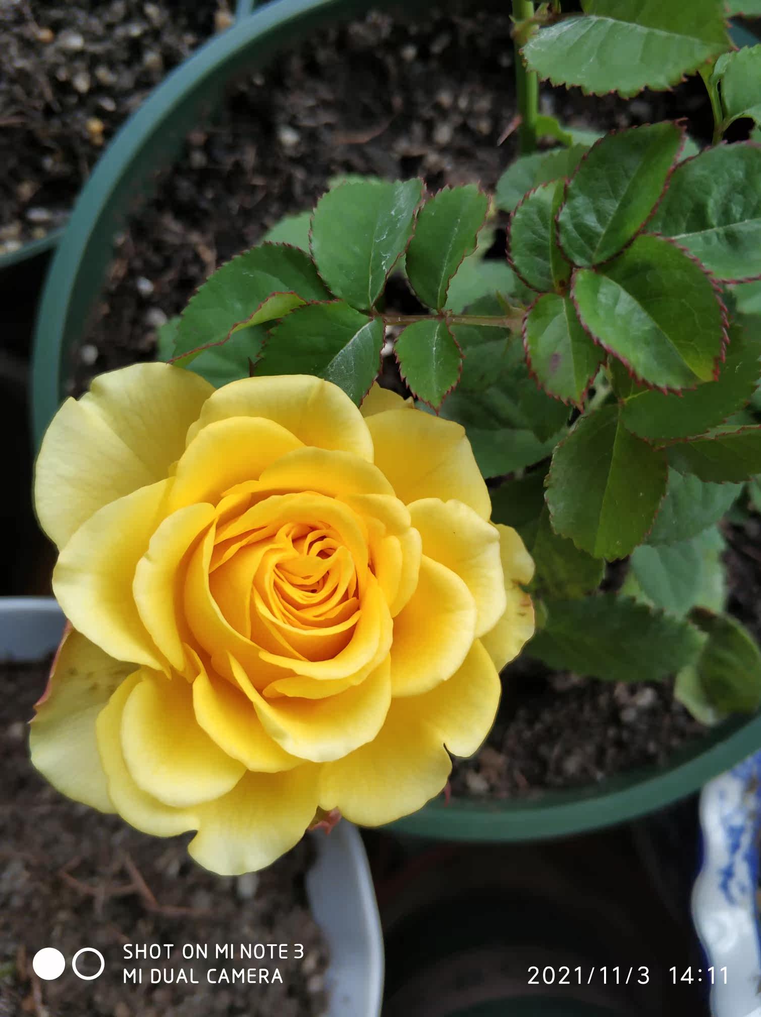 真实测评微月海神王花卉好不好呢？请问怎么样？内行分析实际情况