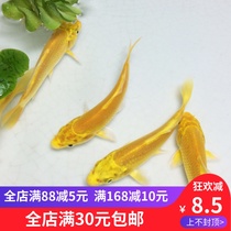 Koi Koi live goldfish Koi fry Gold Danding Koi Ornamental fish Cold Feng Shui fish Koi