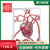 Understanding how the heart works visceral model teaching aids student experiment Hong Kong EDU heart blood circulation model