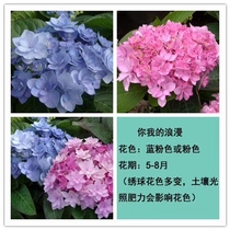 Romantic you and my new product big flower hydrangea garden plant flower seedling hydrangea potted eight fairy flowers Jiangsu Zhejiang and Shanghai