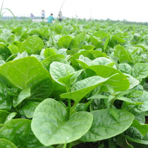 Mustard seeds can be sown in the balcony potted vegetable seeds Rapeseed green vegetables leaves a bag of 30 grains