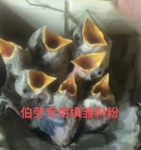  Shrike chick powder Young bird powder Boutique Shrike special filling chick powder One and a half kg (250 grams)