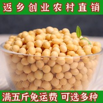 Soy bean stupid soy bean new bean 500g farmers self-produced bean sprouts soil Soy bean sprout hit soy milk pot porridge Whole grains