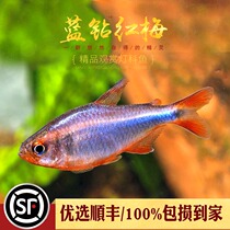 Blue Diamond Red Plum Light Corfish Landrill Red Berry Ornamental Tropical Fish Freshwater South American High-end Grass Vat Group Tours Small Living