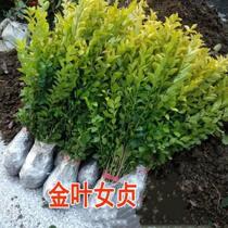 Female virginity colorful Miao wood Courtyard Villa Greenery Slim Green Hedge walled Miao Landscape Green Miao Four Seasons