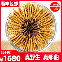 (Zang Huige) Boutique Tibet Nagqu Cordyceps sinensis dry Cordyceps 1 gram 4 10 grams gift box tradition