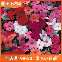 49 African Impatiens Seeds Flower Seeds Flower Seeds Four Seasons Flowering Winter Balcony Courtyard Potted