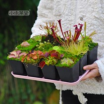 Rectangular tray small Cordyceps basin cushion water tray water disc waist water food grade plastic super strong aging resistance