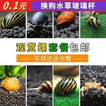 Fish tank Shrimp tank Sanhu tank Algae removal package Algae removal package Ornamental snail Soda snail snail snail Live pet snail