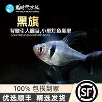Black Bullshit Flag Fish Black Seductive Flag Grass Vat Group Tours Tropical Ornamental Fish Phantom Black Rose Fish Glass Rip Flag Fish Living