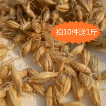 Raw malt 1000 grams of malt barley hair Germ Wholebud Whole Bud Raw Barley Bud Tea Raw Wheat Tooth New Dry