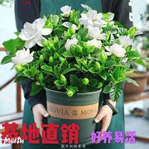 (large basin gardenia flowers with flower buds shipped) Gardenia Flowers Potted Indoor Flowers Green Plant to remove plants