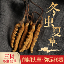 Sanjiang Xue Cordyceps sinensis 4~5 grams of Yushu cordyceps dry goods 1g bulk Tibet Naqu head cordyceps