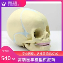 ENOVO Fetal skull model Infant skull Fetal skull model Human skull model Medicine