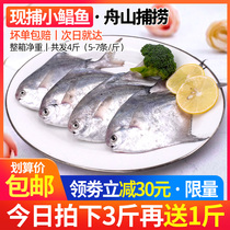 Zhoushan small silver pomfret deep sea bream White Pomfret flat fish fish sea catch fresh frozen seafood fresh aquatic products