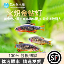 Fish age] Fire incandescent Golden Drill Light Wings Red Wings Pearl Light Corfish Galactic Zebra Small Grass-cylinder group Swim Fish