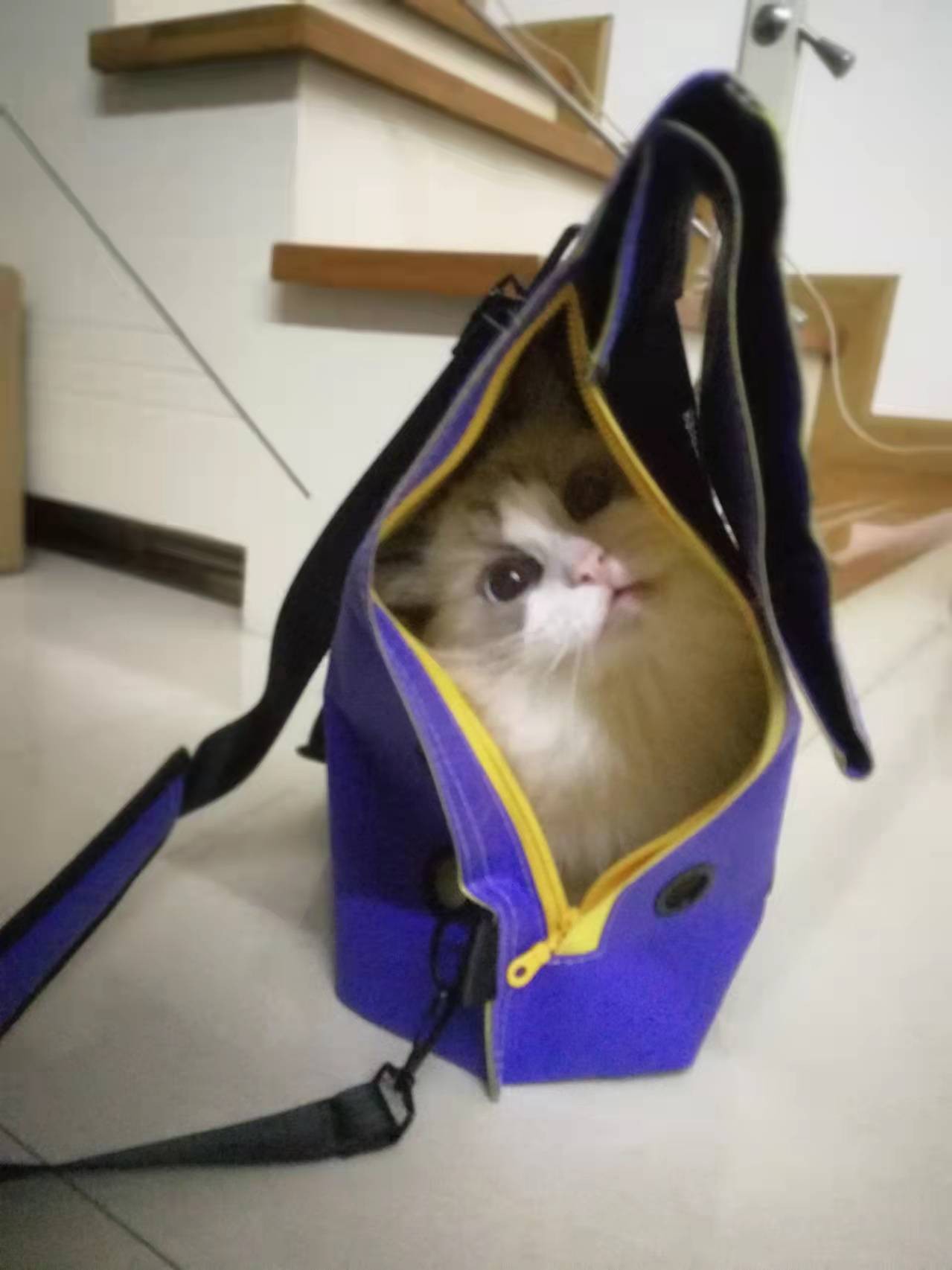 质量评测巅峰1700猫咪特色零食好不好用?怎么样呢?真相评测揭秘