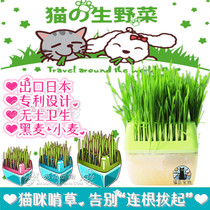 Cat Island Pet ● Export Japanese patent soilless planting cat grass set box hairy ball wheat