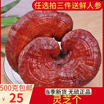 Changbai Mountain has a handle of Ganoderma lucidum 500g deep mountain branch Linzhi red Ganoderma lucidum wine can be sliced