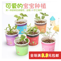 Indoor good creative micro landscape mini cute potted small bonsai ornaments office desktop ecological plant species