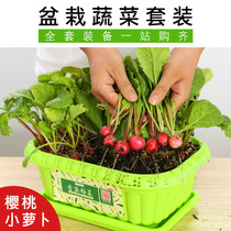 Cherry radish soil culture vegetable seeds coriander celery cabbage Basil spinach chives balcony family vegetable
