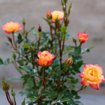 Multi-flower miniature rose flower seedling small colorful rose rose indoor courtyard balcony potted plant with buds