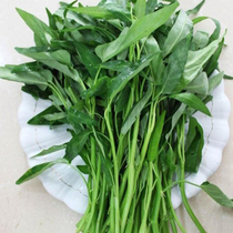 Hollow seed seed seed seed bamboo leaf willow leaf willow leaf Thai summer season macadamia vegetable seedling with root seedling green vegetable seedling