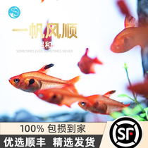 Fish Age] A Sails Smooth Rose Red Rip Flag Red Fin Lamp Fish Small Fish Grass Cylinder Mixed Breeder Swim Fish Live