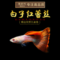 Fish age] White sub metal red lace pure red eye metal red lace with red lace Snake Lace Anchovies Anchovies