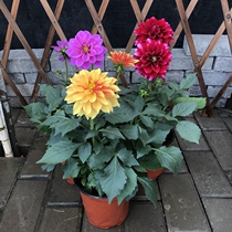Dahlias Potted Flowers with Bud Delivery Flowering Period Long Plant Perennial Flower Garden Balcony