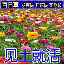 Heckweed Flower Seed Mix Color Step High Thyme Seeds Spring Smallpox Seed Summer Flowering Outdoor