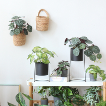 Sicilian emulation plant tiger ear grass potted Nordic ins home living room Decorative Pendulum office Shop