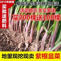 Leeks Root Now Dig All Season Red Root Leeks Seed Seed seed Seeds Balcony All Season Potted Plant Seeds 100 bare