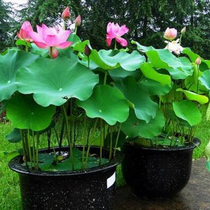 Four Seasons Planting Ornamental Lotus Fry Family Potted Water Raising Large Edible Pond Fields Fish Pond Lotus Root Lotus Root Lotus Root Seed Lotus Root Seed Lotus Root Seed Lotus Root Lotus Root Lotus Root Lotus Root Seed Lotus Root Lotus Root Lotus Root Lotus Root