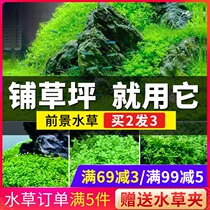 Fish tank foreground Real aquatic plants Mini dwarf climbing dwarf pearl cow hair living aquarium decorative landscaping lawn