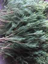 Fresh Australian tea tree 12 yuan a catty 3 catty 35 do pure dew raw materials fall off so badly dont mind shooting