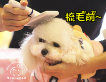 The beautician recommends the dog grey often good to clean the comb with a small white comb and a pet comb.