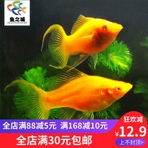 City of Fish Mary Fish Golden Mary Swallow-tailed Viviparous Fish Live Golden Mary Swallow-tail Double-tail Fish Tropical Ornamental Fish