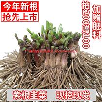 Long Vegetable Miao Leek Root Fine Leaf Now Dig Indoor Extra-fertiliser Small Fine Leaf Cilantro Leeks Root Miao Cilantro Small Leaf Pickle
